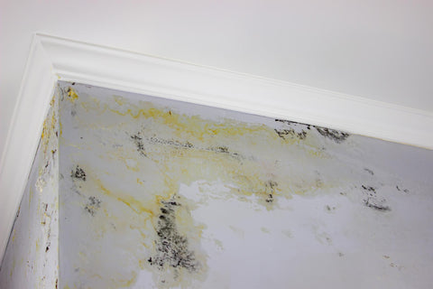 A Closer Look at the Different Types of Mold That Can Impact Your Property